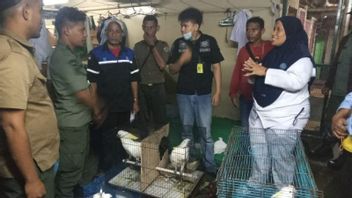 Getting Information From Papua, Maluku BKSDA Raids KM Sirimau To Transport Dozens Of Protected Animals