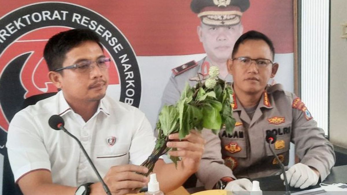 2 Korban Kecubung Viral Ternyata Konsumsi Pil Putih Tanpa Merek, 7 Tersangka Ditangkap