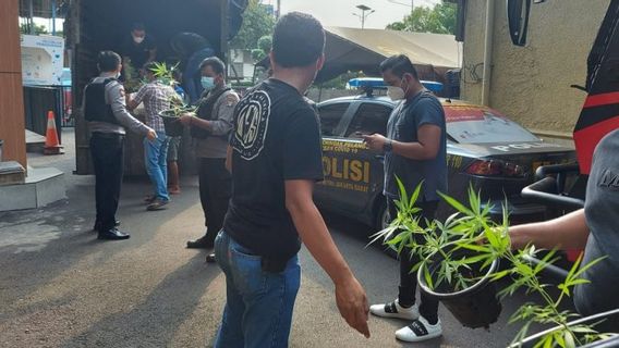 West Jakarta Police Raids Hydroponic Cannabis Gardens In Brebes