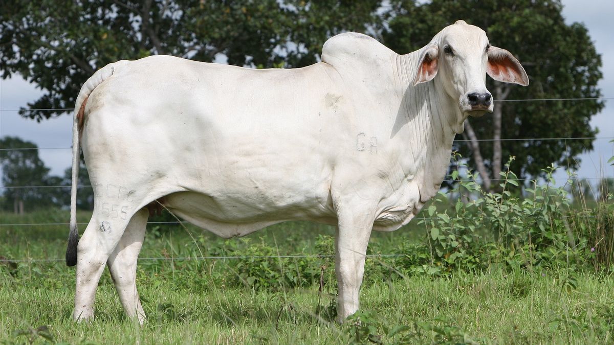 南スラウェシ州のジョコウィからボーンで屠殺される1.2トンの犠牲牛