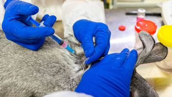 À Partir Du Programme De Vaccination COVID-19 Pour Les Animaux, La Russie Prépare 17 000 Doses De Carnivac-Cov