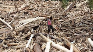 L'équipe de l'enquête conjointe sur les bois de houppier inondés de Sumatra, Menhut: Si des éléments criminels sont trouvés, ils sont fermement condamnés