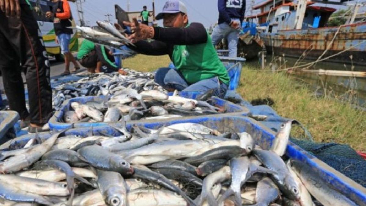 The Karawang Fisheries Service Calls The Potential Of Milkfish Pretty Good