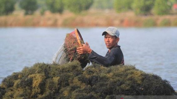 インドネシアの新しい宝物「グリーンゴールド」は196カ国への輸出の可能性を秘めている