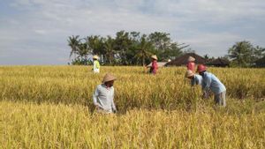 Mentan Syahrul Yasin Limpo Minta Petani Bali Tingkatkan Produksi dan Kualitas Beras 