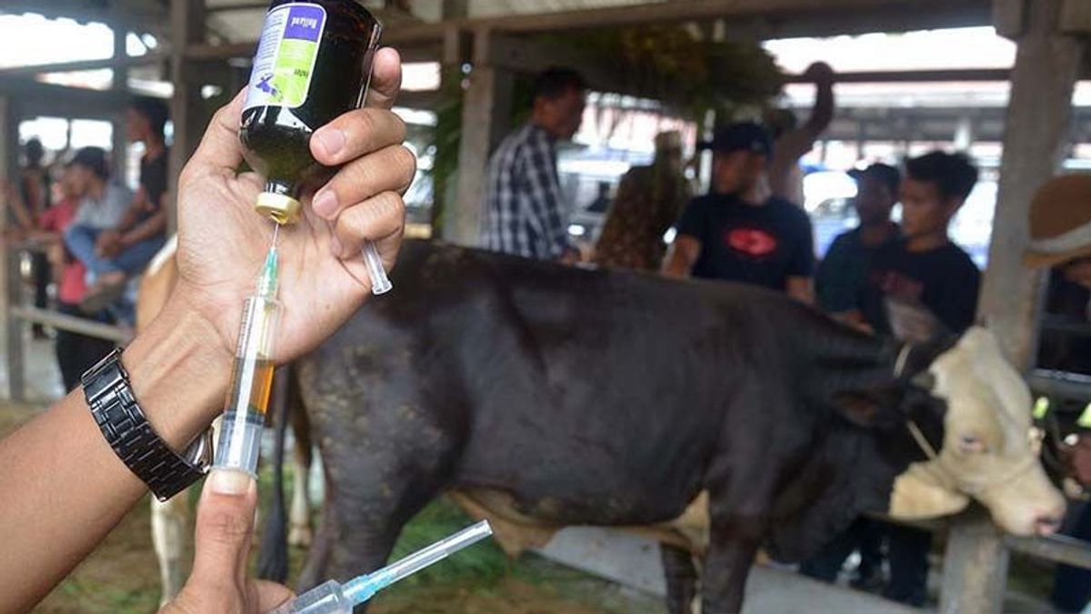 40.439 Hewan Ternak di Aceh Dinyatakan Sembuh dari PMK
