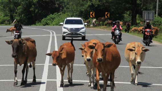 Hewan Ternak Masuk Pangkalpinang Babel Sekarang Dikarantina 14 Hari