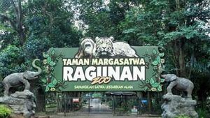 PSI Tolak Wacana Pramono Buka Ragunan Malam Hari: Ganggu Kesejahteraan Satwa