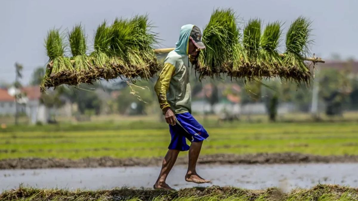 Komisi IV DPR Dorong Evaluasi Tata Niaga Gula untuk Capai Swasembada Pangan