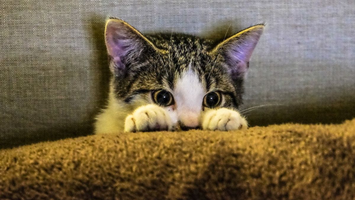 Why Is The Cat Afraid Of New People? Here Are 6 Ways To Overcome It