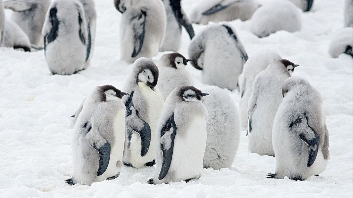 宇宙衛星が南極大陸の新しい皇帝ペンギンコロニーを発見