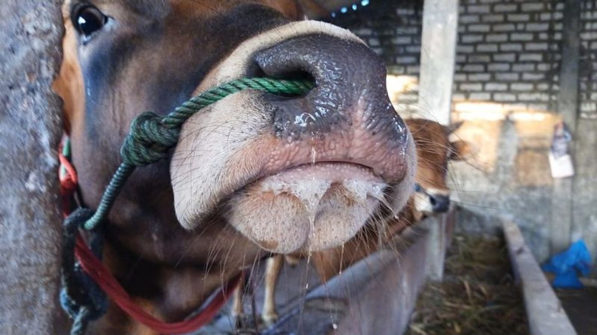 بعض الأبقار التي يملكها سكان باميكاسان ، جاوة الشرقية إيجابية ل PMK