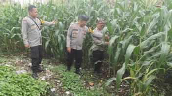 شرطة بيلوتوتوتي المنطقة الزراعية في غاروت تمنع قضية سرقة المنتجات الزراعية في موسم الحصاد