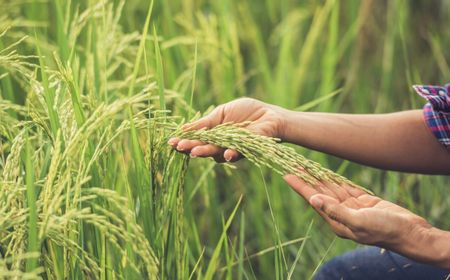 Imbas Elnino, 12.400 Ton Beras dari Thailand Kini Perkuat Stok Sulut