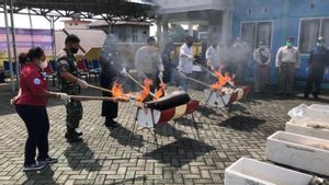 KKP Musnahkan 121 Kg Komoditas Perikanan Terpapar Bakteri di Ternate