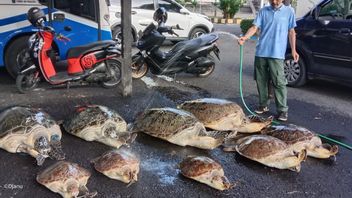 الشرطة تفشل في تهريب 9 سلحفاة خضراء إلى بالي