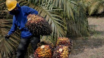 Lowered Palm Prices Become A Sumber Of The Reduction Of Sumatra's Economy