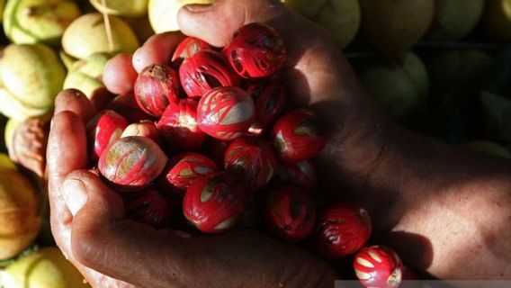 Tanaman Pala di Lahan Seluas 4.906 Hektare di Aceh Selatan Rusak Diserang Penyakit