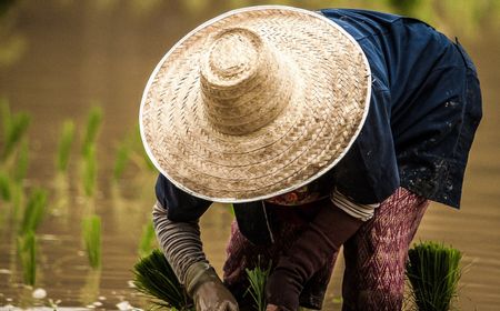 Pemerintah Berikan Insentif untuk 2,44 Juta Petani Miskin