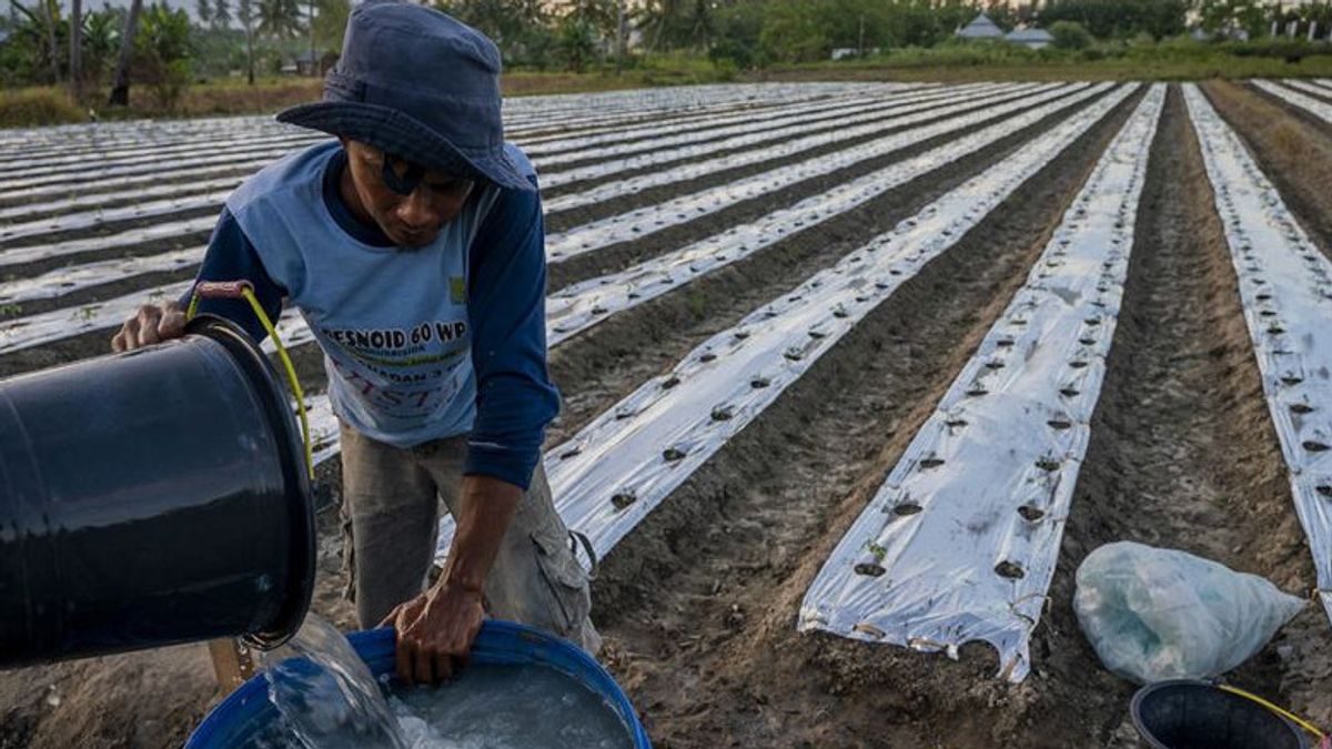 The Impact Of The Russo-Ukrainian War, The Government Restricts The Provision Of Fertilizers To Farmers