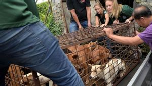 Korea Selatan Sahkan RUU Larangan Penjualan Anjing untuk Dikonsumsi 