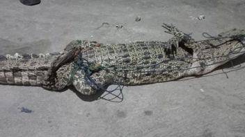 جنوب لامبونغ - ألقي القبض على تمساح طوله 1.5 متر في جنوب لامبونغ