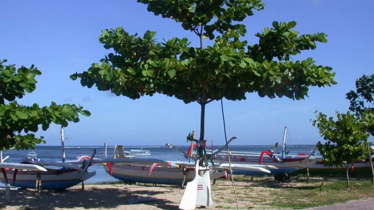 Know the Types of Ketapang Trees Used as Peneduh and Decorators