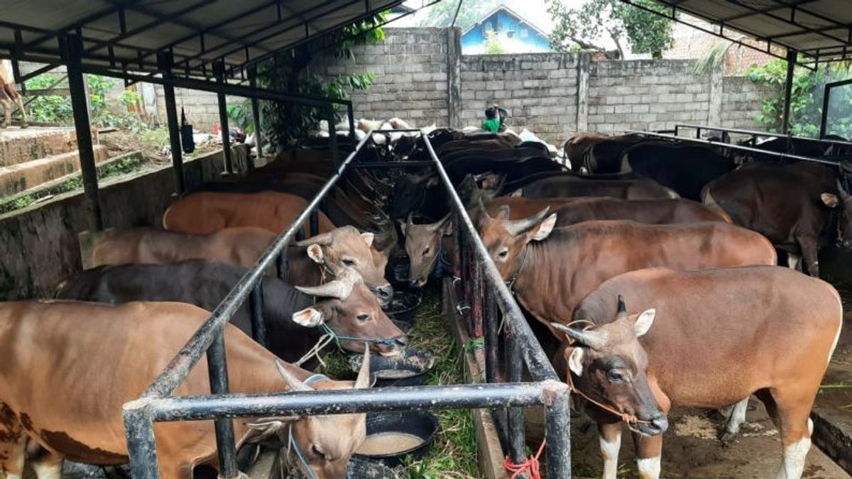 Ahead Of Eid Al-Adha, Jambi Forms A Team To Check The Health Of Sacrificial Animals From PMK
