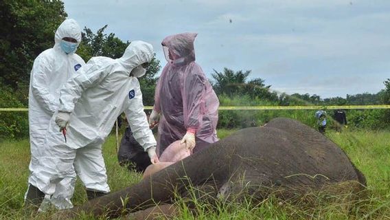 過去9年間で25頭のスマトラゾウがアチェで死に、サディスティックに殺された