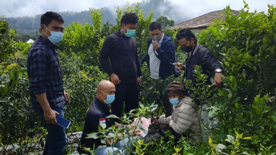  巴厘岛金塔马尼的农民在辣椒花园埋葬了数百万卢比的赃款