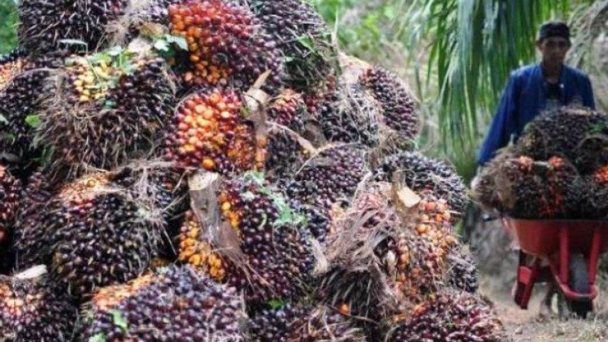 昂贵的化肥价格成为RI棕榈油产量小幅增加的主要原因 