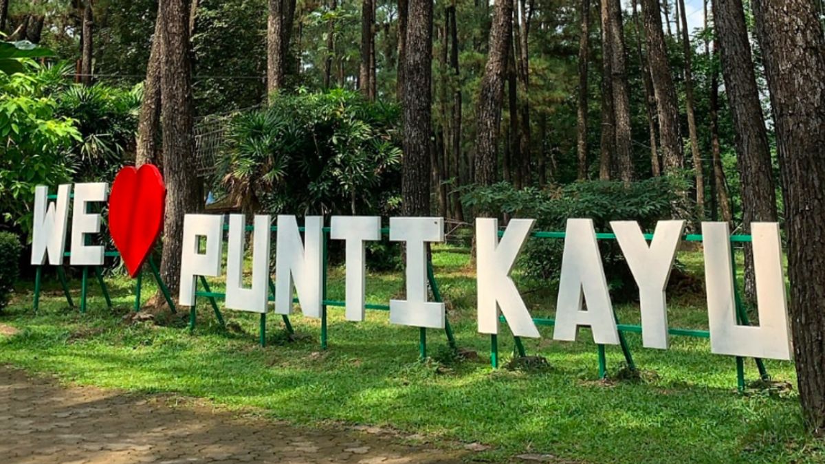 Punti Kayu Tour, 巨港自然旅游公园 充斥着Pinus