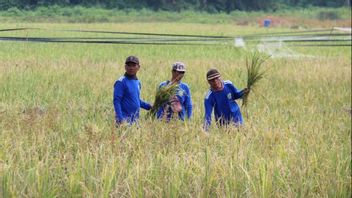 Pakar Pertanian: Suntikan Rp16,6 Triliun dari Pemerintah ke Bulog Bakal Tingkatkan Pendapatan Petani