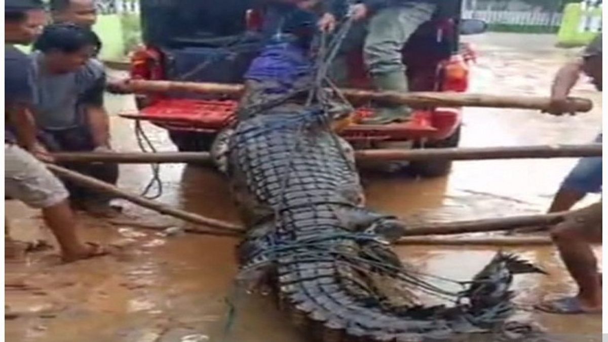 3.9 متر تمساح استولت عليها السكان في بومبانا Sultra، تم إخلاؤها الآن من قبل BKSDA
