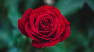Makna Warna Bunga Mawar dari 9 Warna Berbeda