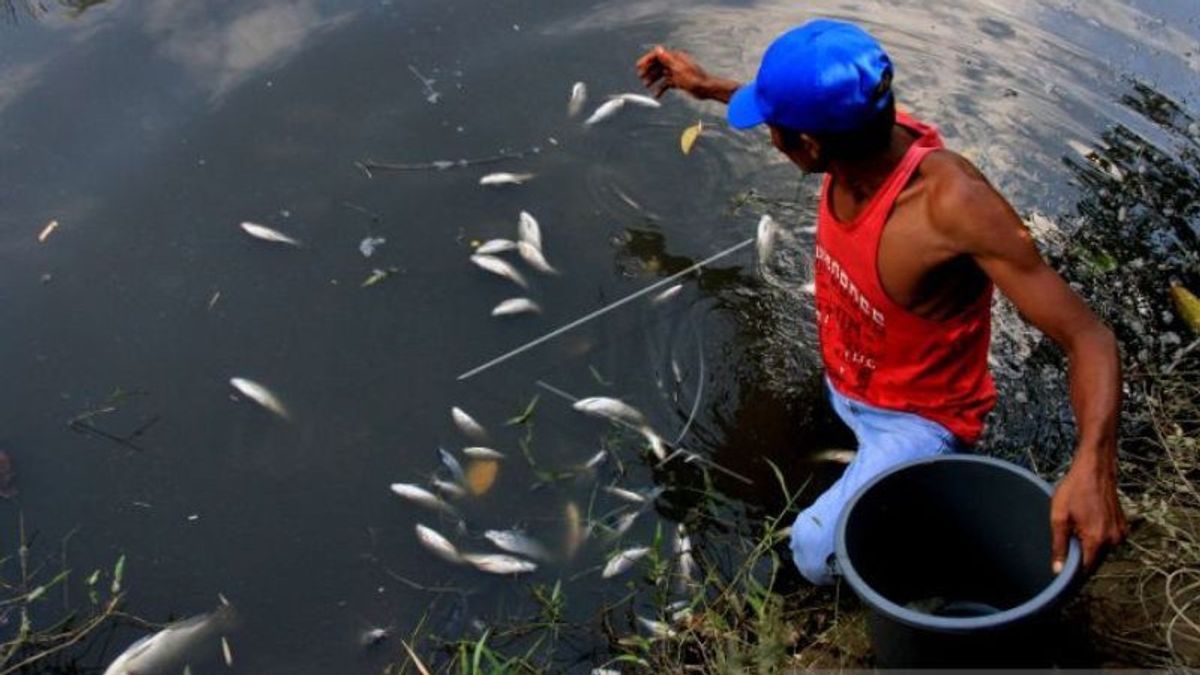 DLHK Intervenes To Search For The Cause Of Thousands Of Dead Fish Suddenly In The Krueng Nagan Aceh River