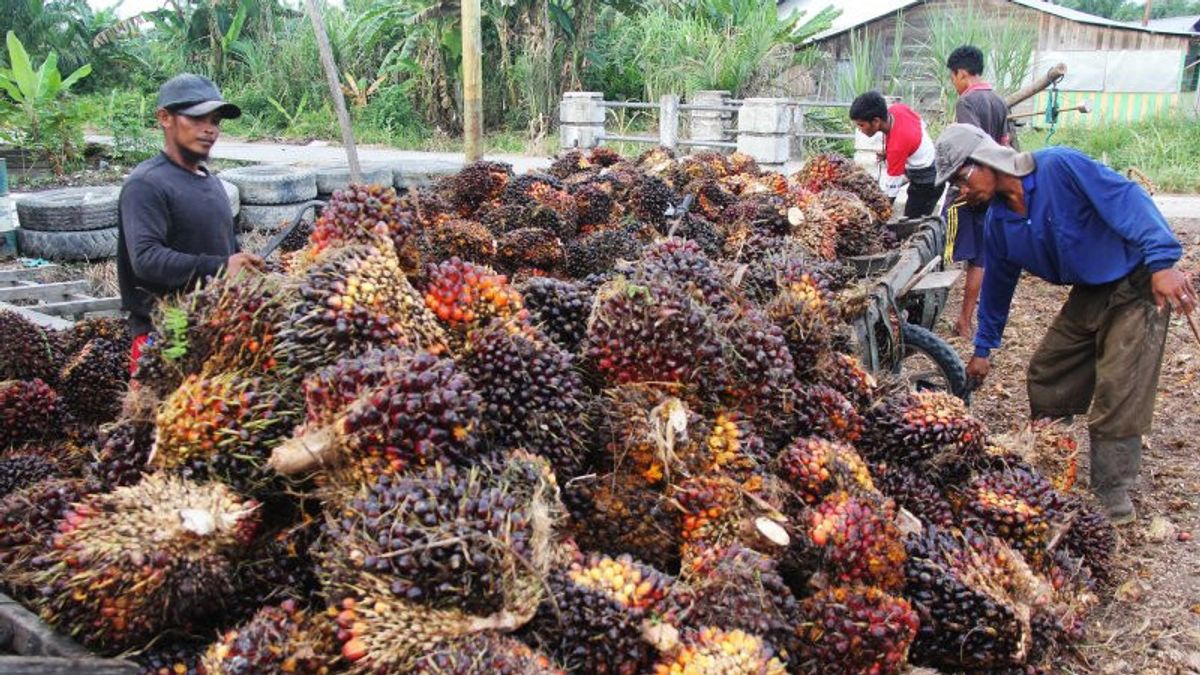 CPO价格降至每公斤6，599印尼盾，GAPKI Sumut解释了原因
