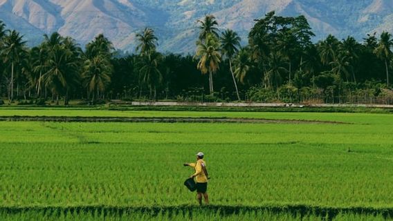 Harga Beras Dunia Melambung setelah Gandum; Buntut dari Invasi Rusia ke Ukraina 