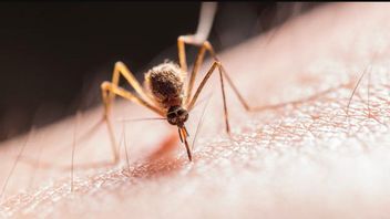 WHO Nyatakan Suriname Bebas dari Malaria, Bagaimana dengan Indonesia?