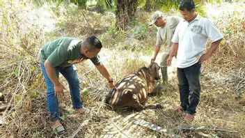 BKSDA Kerahkan Tim Lacak Harimau Terkam Ternak di Aceh Timur