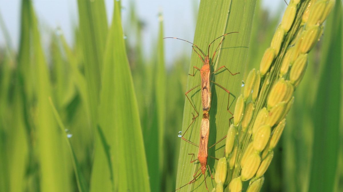 Prevent Harvest Failure, Here's How To Overcome Rice Leave Roller Pests