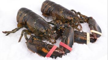 Larangan Ekspor Benih Lobster, Ini Prosedur Penangkapannya di Alam untuk Budidaya