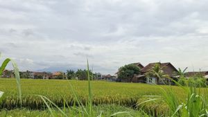 Bulog Lampung Notes 162 Grain Reduction Places To Become Maklon Partners