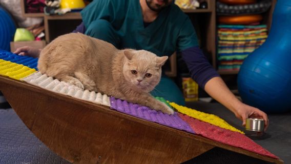 Obésité naturelle : Les chats d'Istanbul alimentent, Pilates jusqu'à la natation