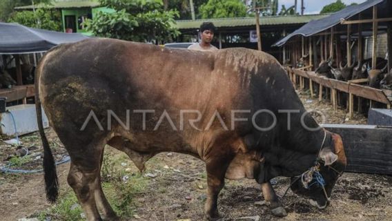 President Buys Limousin Cross Cows 859 Kilograms for Sacrifice in Ternate