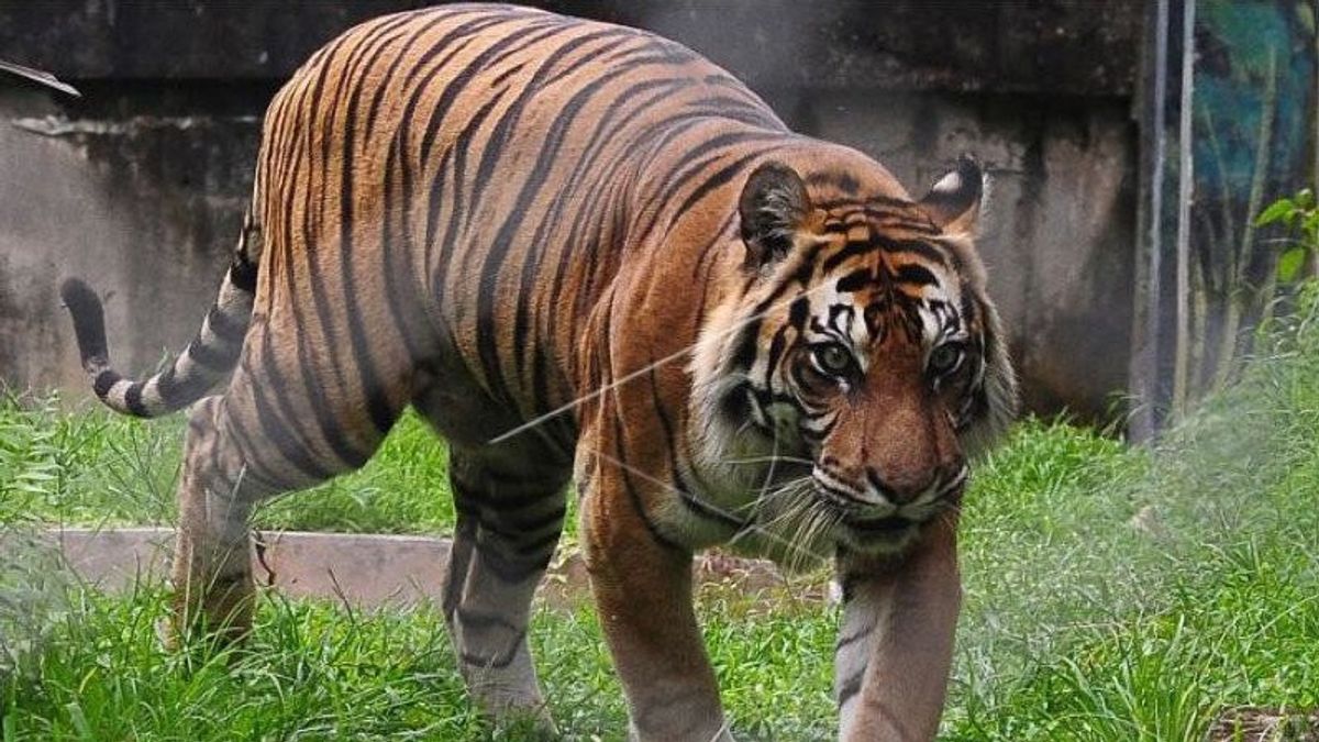Harimau Sumatra Masuk ke Perkampungan Warga di Siak, Mangsa Ayam