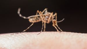 Getting To Know The Japanese Encephalitis Virus, A Hazardous Disease Infected With Mosquitoes