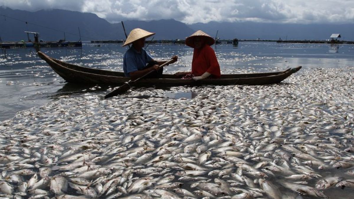 Ratusan Ton Ikan Mati Mendadak di Danau Maninjau, Ada Apa?