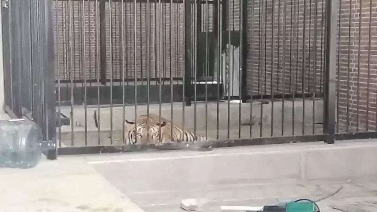 Helper Killed By Tigers Complaining About Work