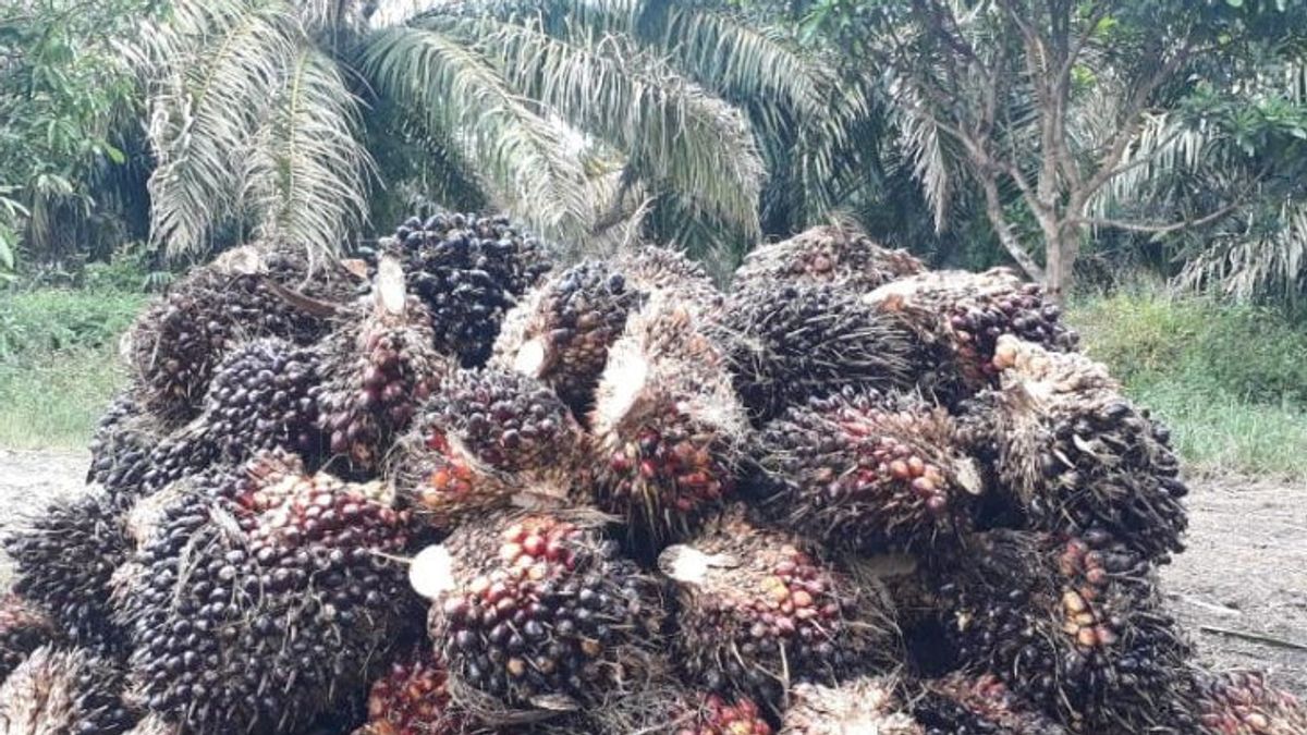 政府调整CPO出口征费及其衍生品的关税，以支持棕榈油行业的可持续发展